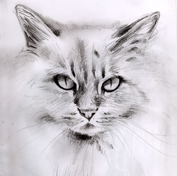 Carol Newsom Pet Portraits